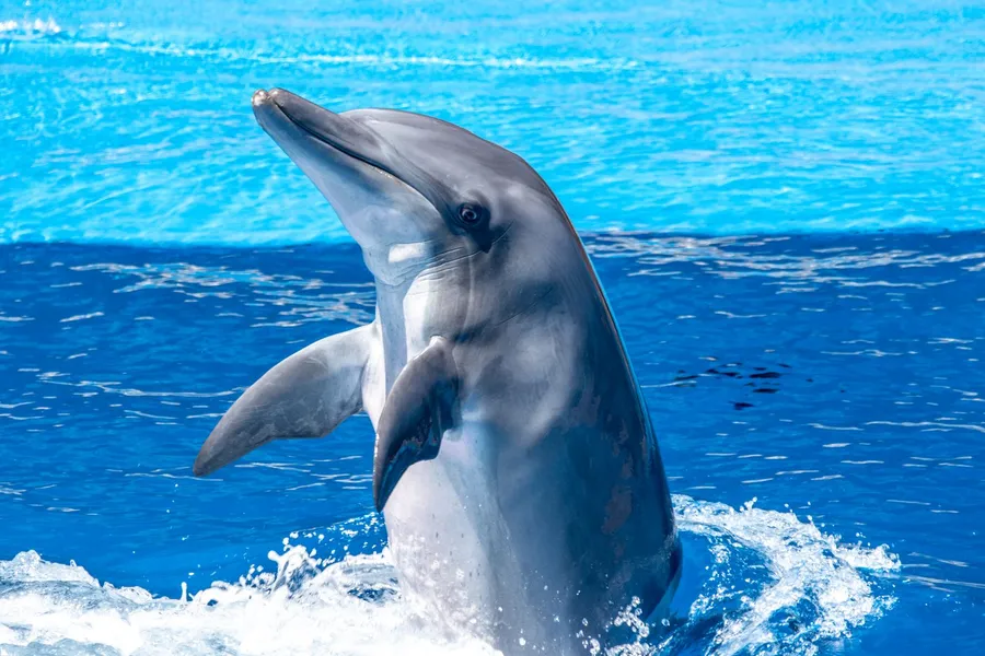 A dolphin leaping out of the ocean