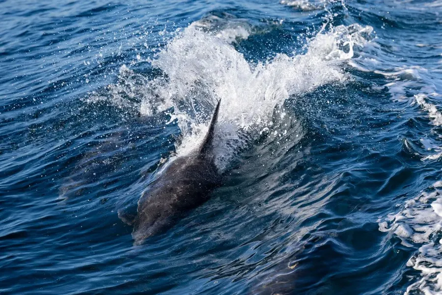 Dolphins riding a boat wake at sunset