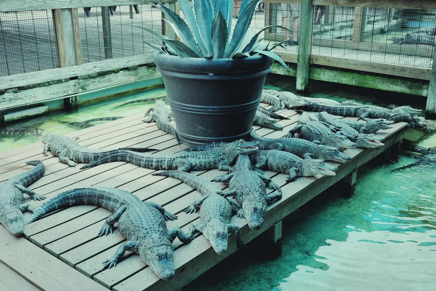 Alligators sunning themselves on a wooden deck